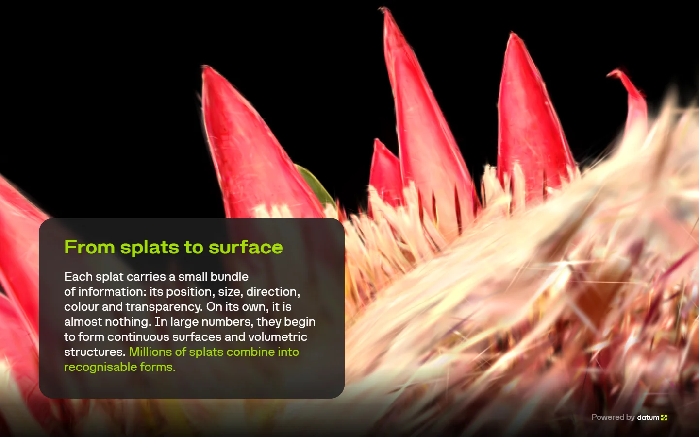The King protea flower as splats